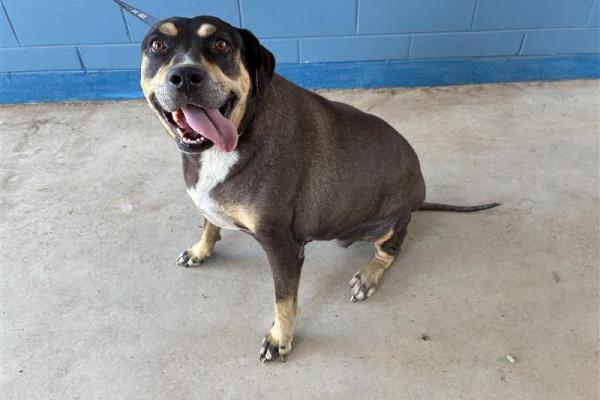 Large Mixed Breed - Desexed Female - Tri-Colour