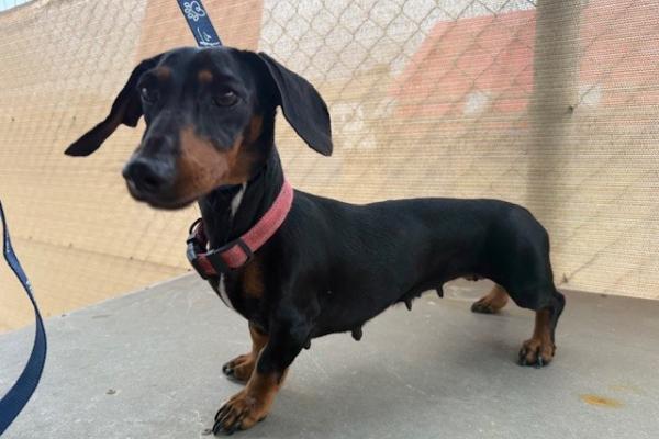 Dachshund - Entire Female- Black and Brown - Registered - Microchipped - Pink Collar