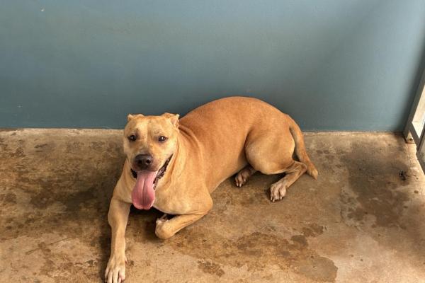 Mixed- Entire Male - Tan - Not Microchipped - Not Registered - No Collar - No Tag