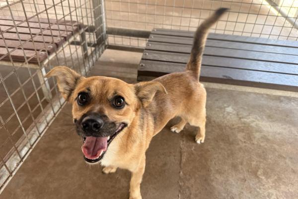 Jack Russell Cross - Entire Male - Brown - Adult - No Collar - No Microchip