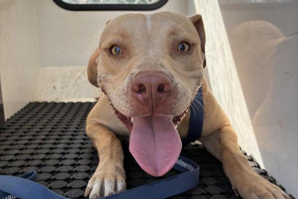 Pit Bull - Entire Female - Tan