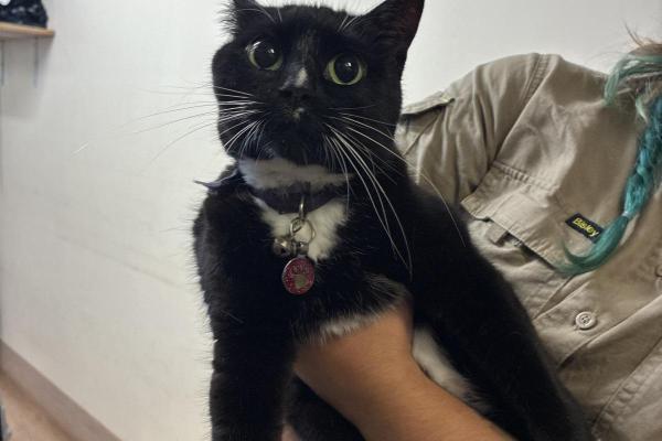 Domestic Short Hair - Desexed Female - Black and White - Adult - Red Collar and Tag - Microchipped - Not Registered