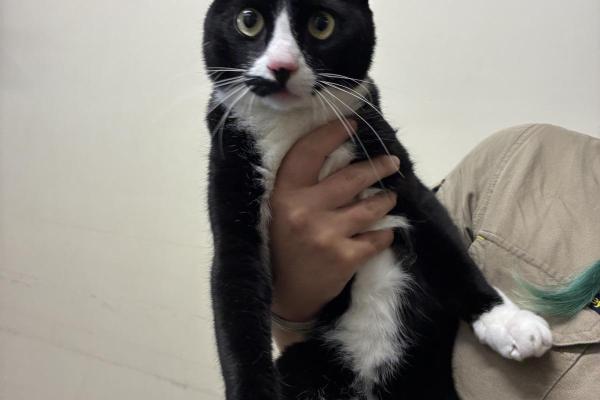Domestic Short Hair - Desexed Male - Black and White - Adult - No Collar or Tag - No Microchip - Not Registered