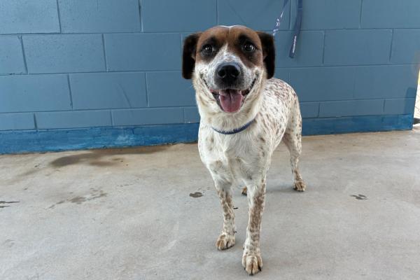 Red Heeler X - Adult - Entire Female - Red Roan - No Collar - Microchipped (Not Registered) - Not Registered with Council