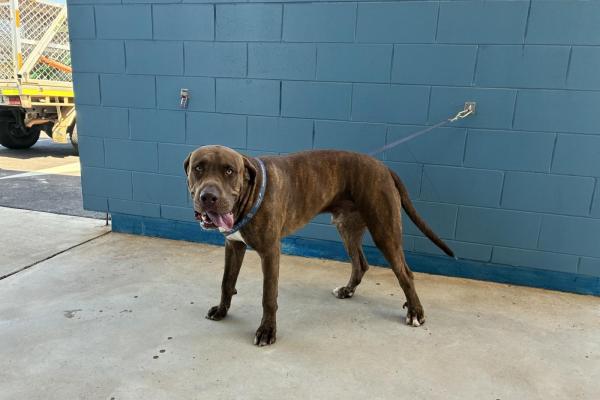 Mixed - Entire Male - Brindle - Adult - No Collar or Tag - Microchipped - Not Registered