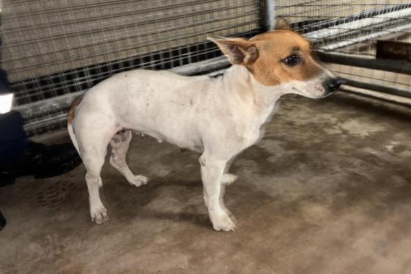Jack Russell X - Entire Female - Adult - White and Brown - No Collar - Not Microchipped - Not Registered with Council