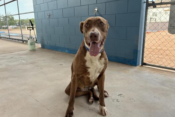 Mixed - Desexed Female - Adult - Brown and White - No Collar - Microchipped - Not Registered with Council