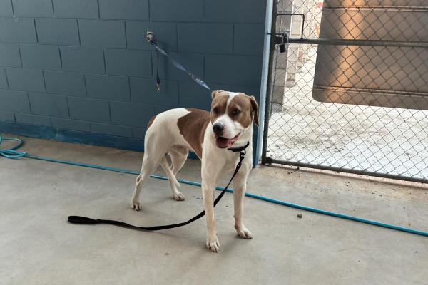 Bull Arab X - Entire Male - Adult - White and Brown - Black Collar and Lead - No Tags - Not Microchipped - Not Registered with Council