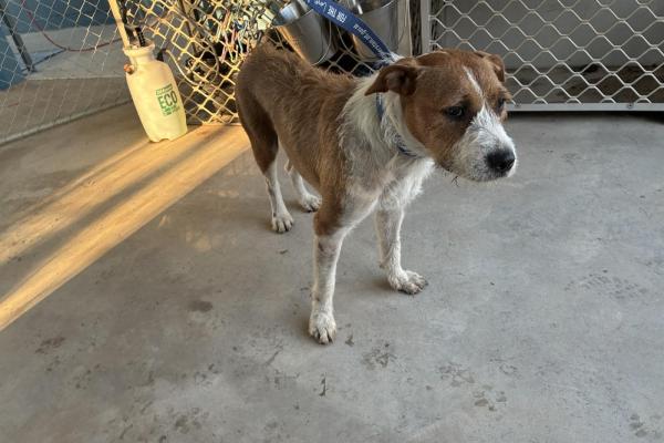 Mixed - Adult - Entire Female - Tan and White - No Collar - Microchipped - Not Registered with Council