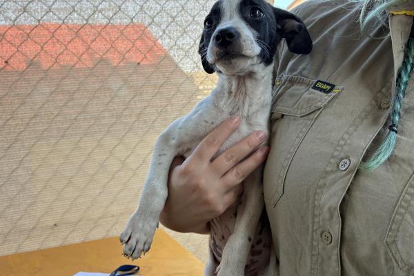 Mixed - Entire Male - Puppy - White and Black - No Collar - Not Microchipped - Not Registered with Council
