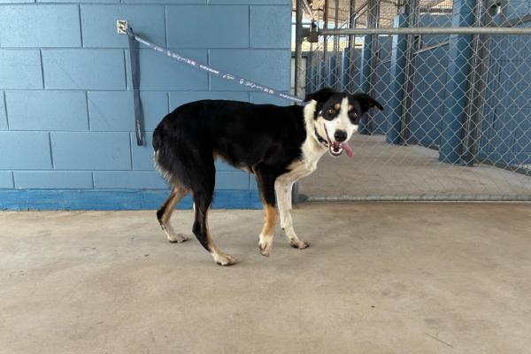 Border Collie X - Desexed Male - Tricolour