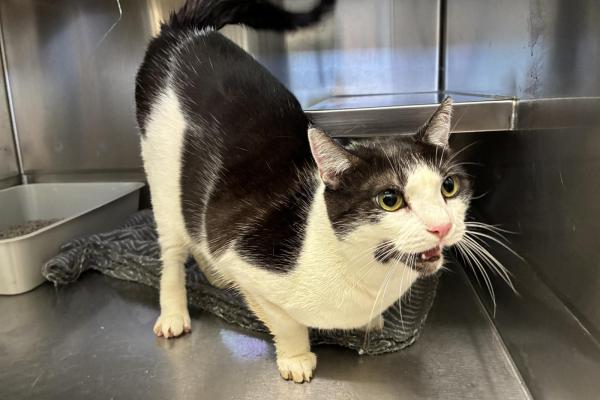 Domestic Short Hair - Adult - Desexed Female - Black and White - No Collar - Microchipped - Not Registered with Council