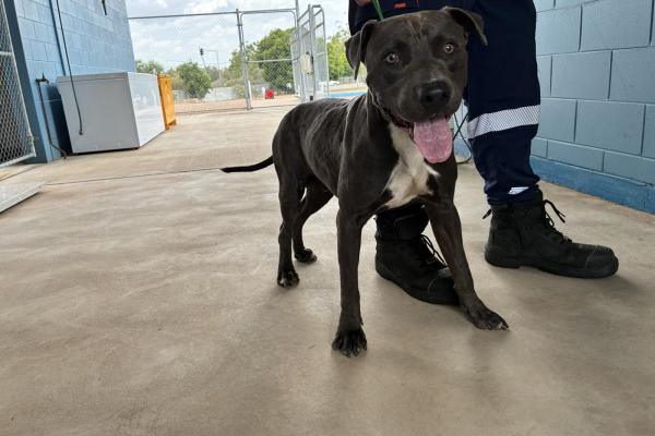 Staffy X - Entire Male - Blue and White - Adult - No Collar or Tag - No Microchip - Not Registered