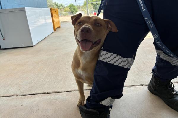 Staffy X - Entire Female - Tan and White - Adult - No Collar or Tag - No Microchip - Not Registered