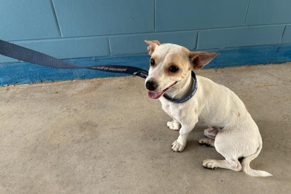 Chihuahua X Jack Russell - Entire Male - Adult - Tan/White - No Collar - Microchipped - Not Registered with Council