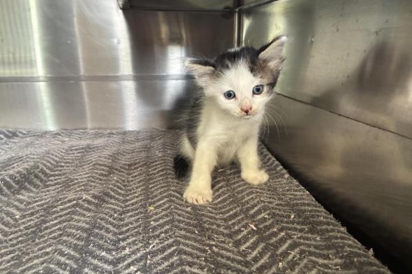 Domestic Short Hair - Kitten - Entire Female - White/Tabby - No Collar - No Tag - Not Microchipped - Not Registered with Council