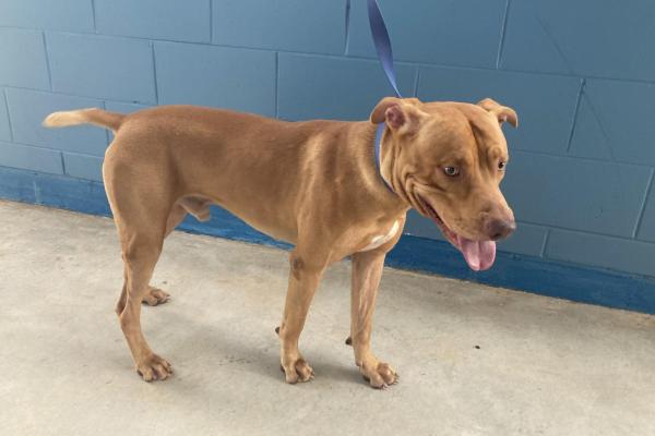 Mixed - Entire Male - Tan - Adult - No Collar or Tag - Microchipped - Registered