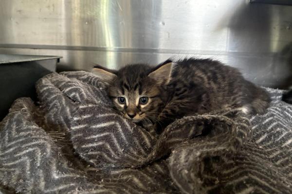 Domestic Short Hair - Kitten - Entire Male - Tabby - No Collar - Not Microchipped - Not Registered with Council