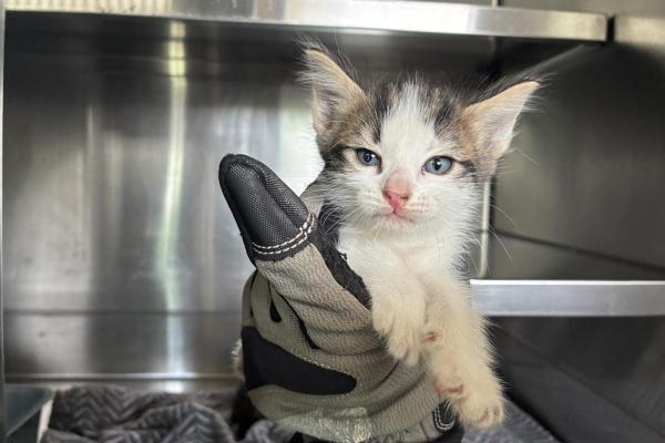 Domestic Short Hair - Kitten - Entire Male - White/Tabby - No Collar - Not Microchipped - Not Registered with Council