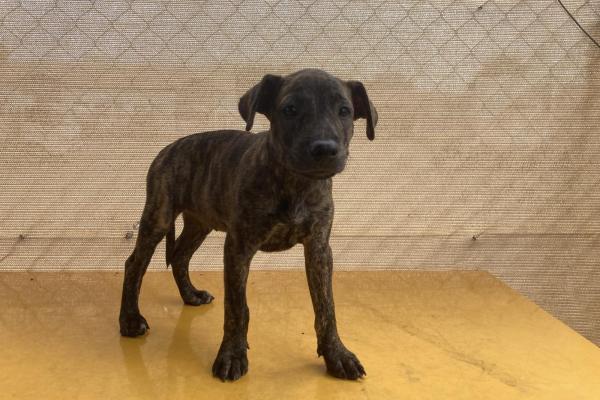 Mixed - Entire Female - Brindle - Puppy - No Collar or Tag - No Microchip - Not Registered