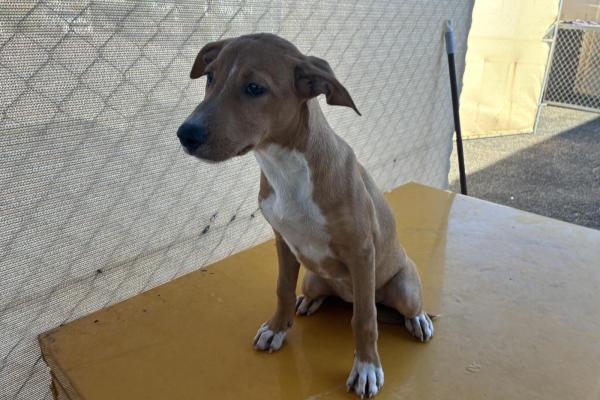 Mixed - Entire Female - Tan - Puppy - No Collar or Tag - No Microchip - Not Registered 