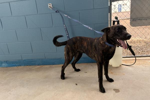 Mixed - Entire Female - Brindle - Young Adult - No Collar - No Tag - Microchipped - Registered