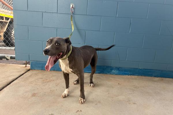 Staffy X - Entrie Female - Adult - Blue and White - No Collar - Microchipped - Registered with Council