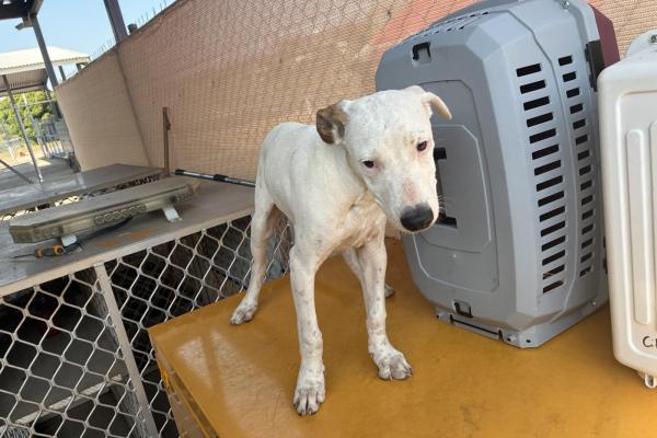 Mixed - Entire Male - White and Tan - Puppy - No Collar or Tag - No Microchip - Not Registered
