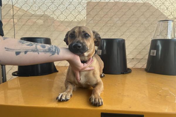 Mixed - Entire Male - Tan - Adult - Black Collar - No Tag - Microchipped - Not Registered