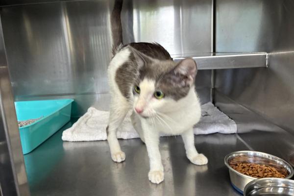 DSH - Entire Female - Blue and White - Adult - No Collar or Tag - No Microchip - Not Registered