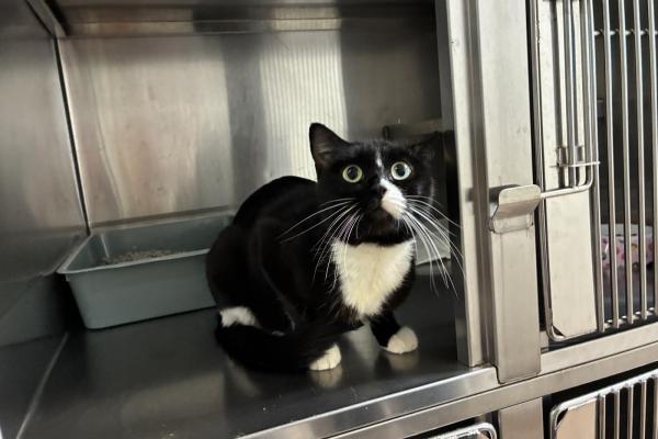 DSH - Entire Female - Black and White - Adult - No Collar or Tag - No Microchip - Not Registered
