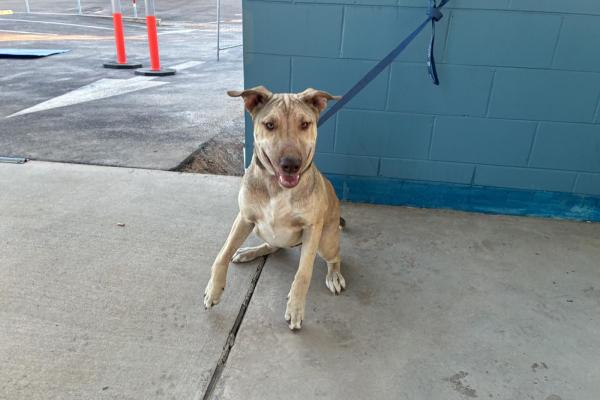 Mixed - Entire Male - Fawn - Adult - No Collar or Tag - No Microchip - Not Registered