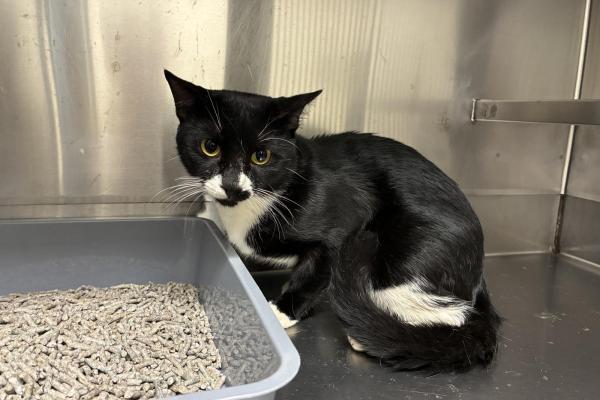DSH - Entire Male - Black and White - Adult - No Collar or Tag - No Microchip - Not Registered