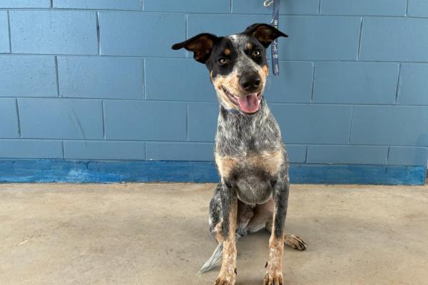 ACD - Entire Male - Blue Roan