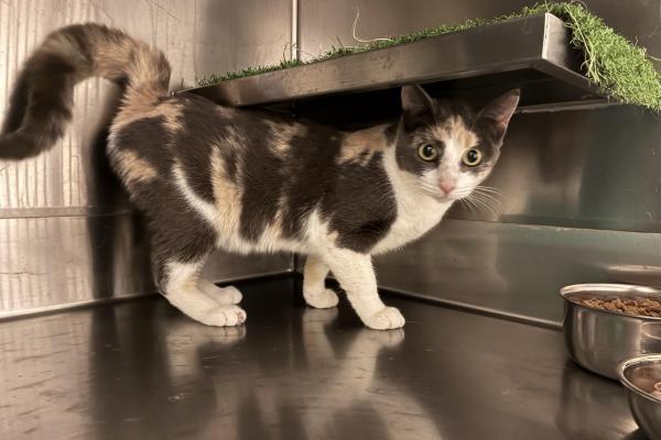 Domestic Short Hair - Adult - Entire Female - Calico - No Collar - Not Microchipped - Not Registered with Council