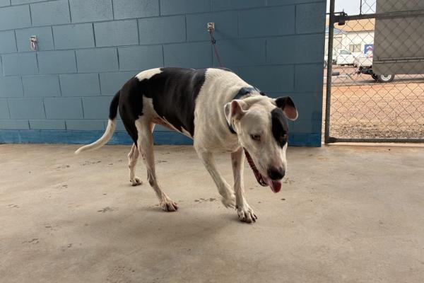 Mixed - Desexed Male - Adult - White and Black - Blue Collar - Green Tag - Microchipped - Not Registered with Council