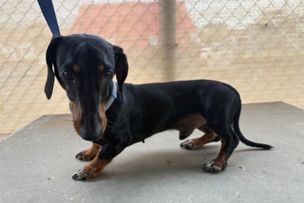 Dachshund - Entire Male - Black and Brown - Registered - Microchipped - Collar