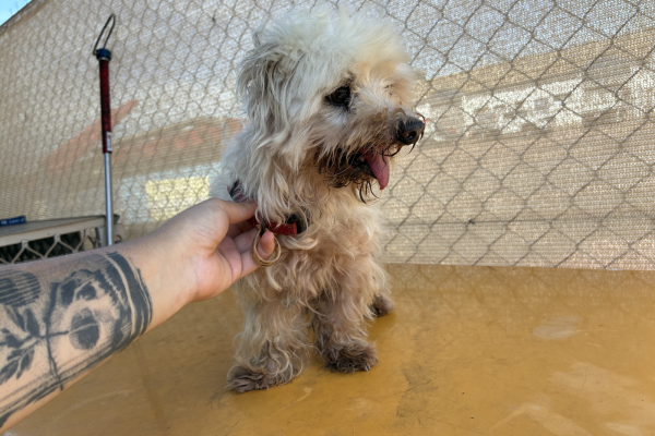 Maltese X - Desexed Male - Senior Adult - White - Pink Collar - White Tag - Microchipped - Registered with Council