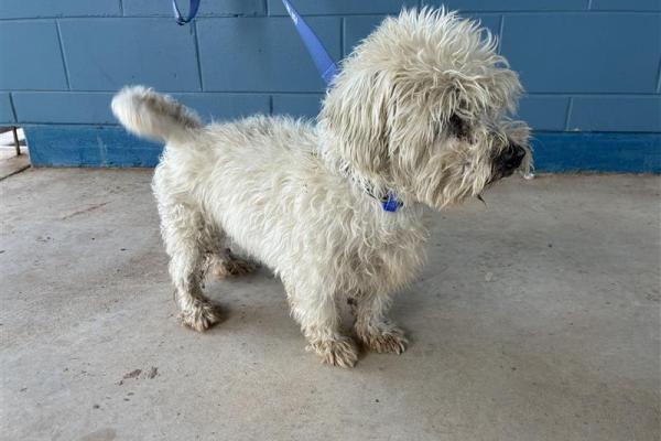 Shih tzu Cross - Entire Male - White