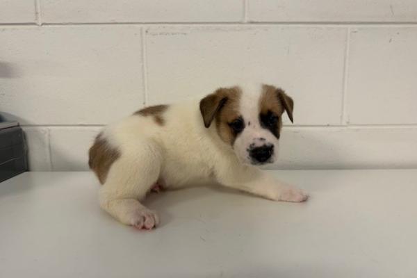 Mixed - Puppy - White/Tan - Not Registered - Not Microchipped - No Collar 