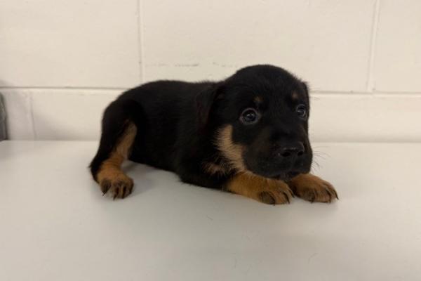 Mixed - Puppy - Black/Brown - Not Registered - Not Microchipped - No Collar 