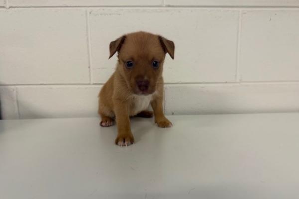Mixed - Puppy - Brown and White - Not Registered - Not Microchipped - No Collar 