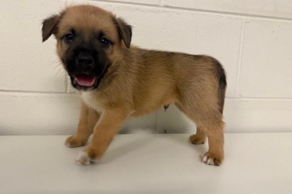  Mixed - Puppy - Brown with Black and White - Not Registered - Not Microchipped - No Collar 