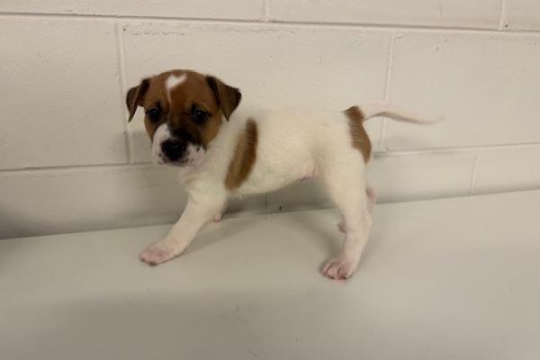 Mixed - Puppy - White with Black and Brown- Not Registered - Not Microchipped - No Collar 