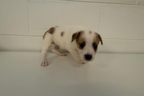 Mixed - Puppy - White with Brown and Black- Not Registered - Not Microchipped - No Collar