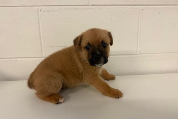 Mixed - Puppy - Brown with Black Muzzle- Not Registered - Not Microchipped - No Collar