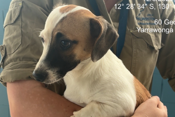Jack Russel X - Female - White and Tan - Microchipped - Not registered - No Collar - No Tags 