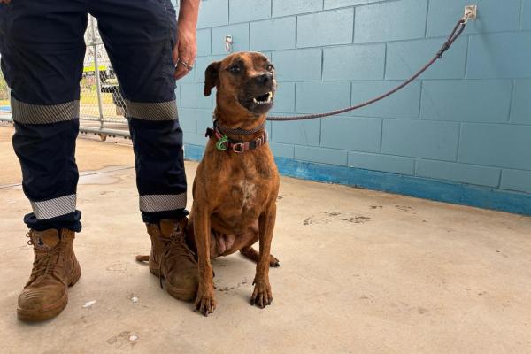 Mixed - Desexed Female - Adult - Brindle - Red Collar - Green and Red Tags - Microchipped - Not Registered with Council