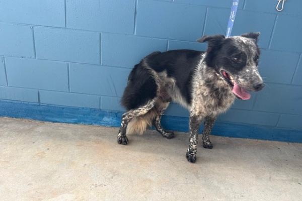 Heeler x - Male - Black/White - Registered - Microchipped - No Collar - No Tag 