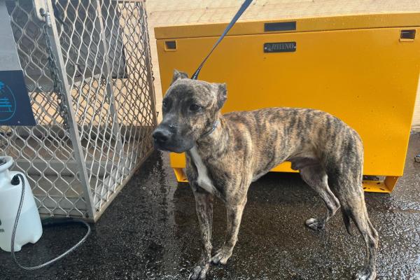 Mixed - Entire Male - Brindle - Adult - No Collar or Tag - No Microchip - Not Registered